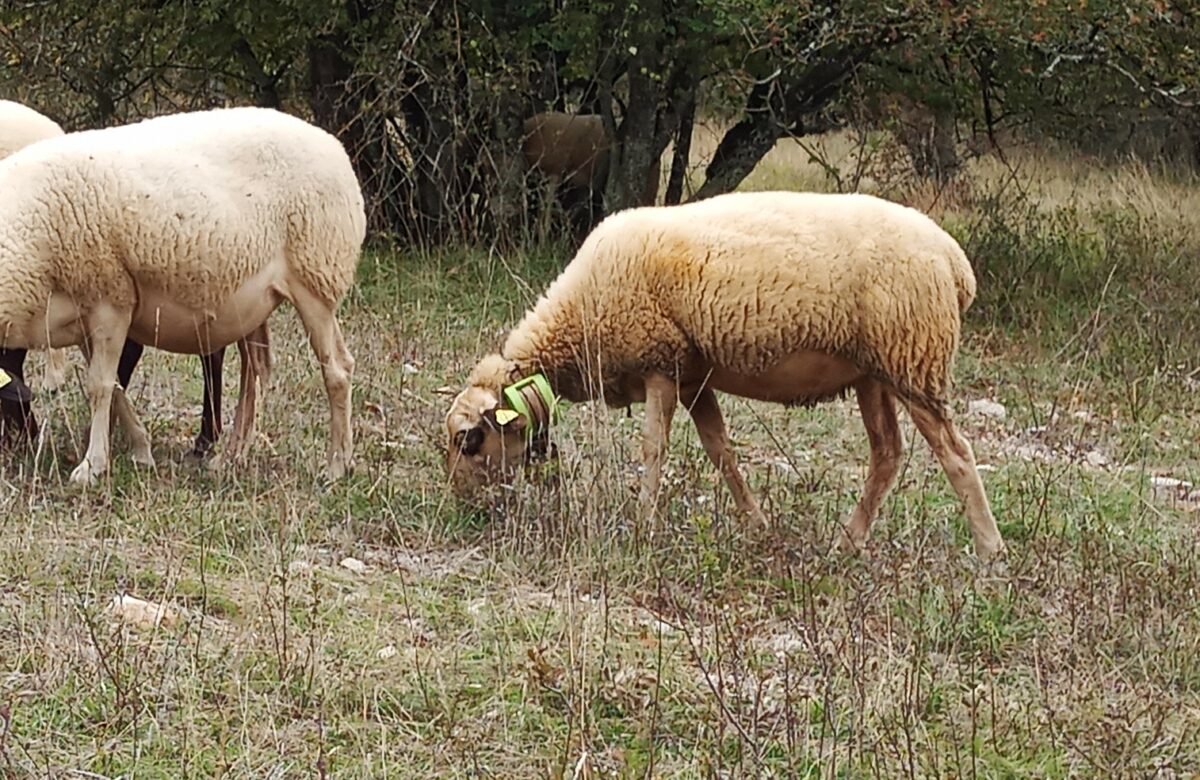 Des colliers GPS pour faciliter le travail des éleveurs