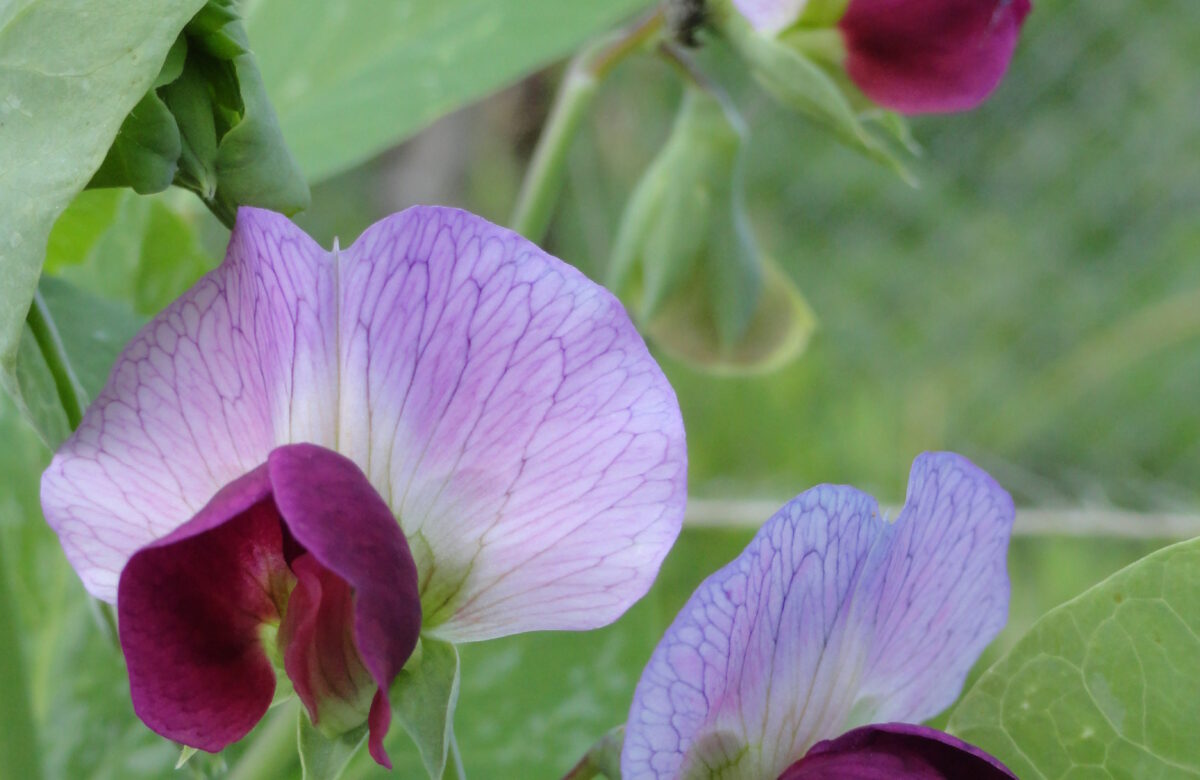 Jardinez avec la lune