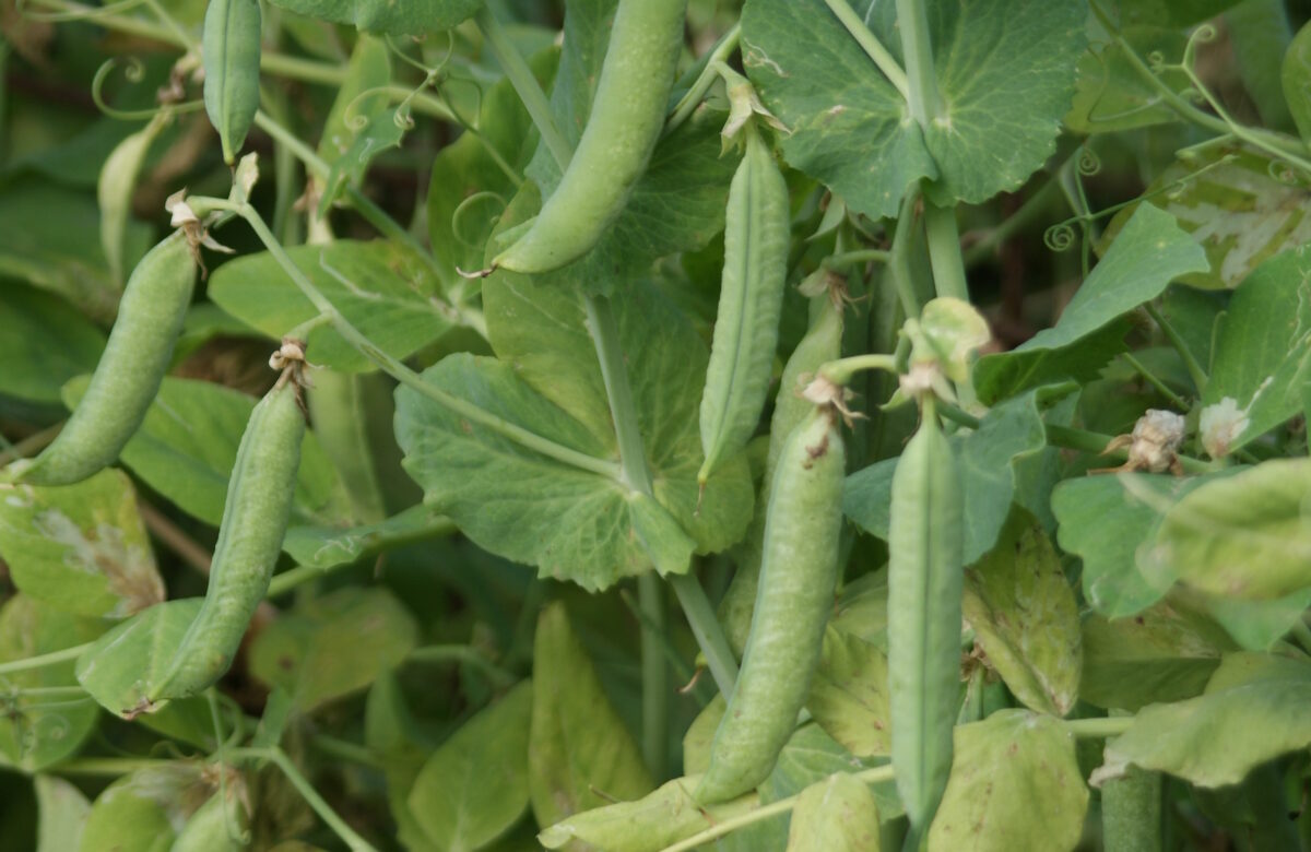 Jardinez avec la lune