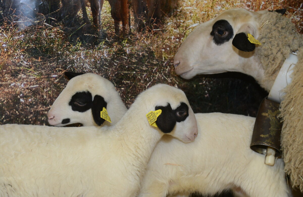 Entretien. Jean-Louis Issaly, président de Transhumance en Quercy et habitué du Salon de l'agriculture