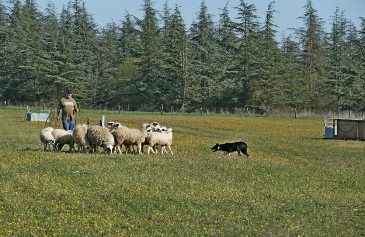 Livernon : Un concours de chien de troupeau organisé par les Jeunes Agriculteurs