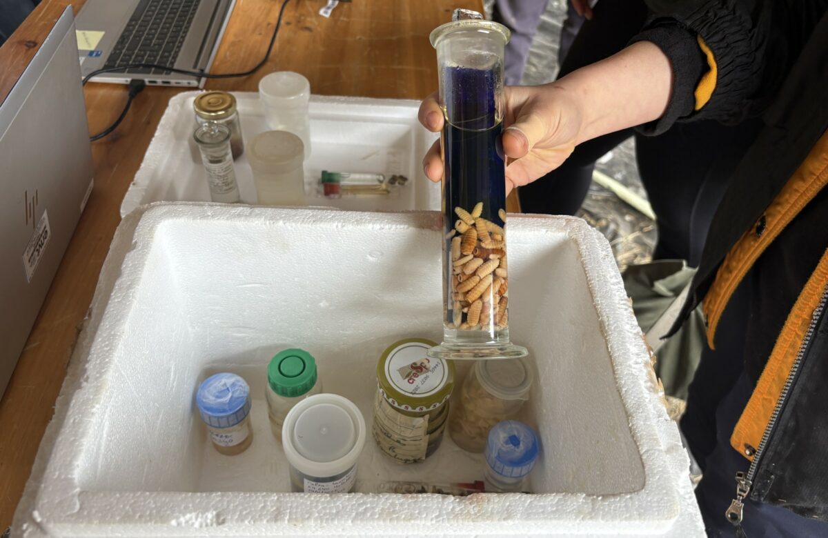 Face au parasitisme, les éleveurs ovins s’informent sur les bonnes pratiques