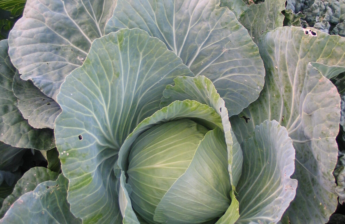Jardinez avec la lune