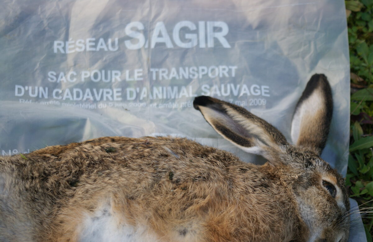 SAGIR&nbsp;: Un soutien indispensable pour la connaissance de l&rsquo;état de santé de la faune sauvage