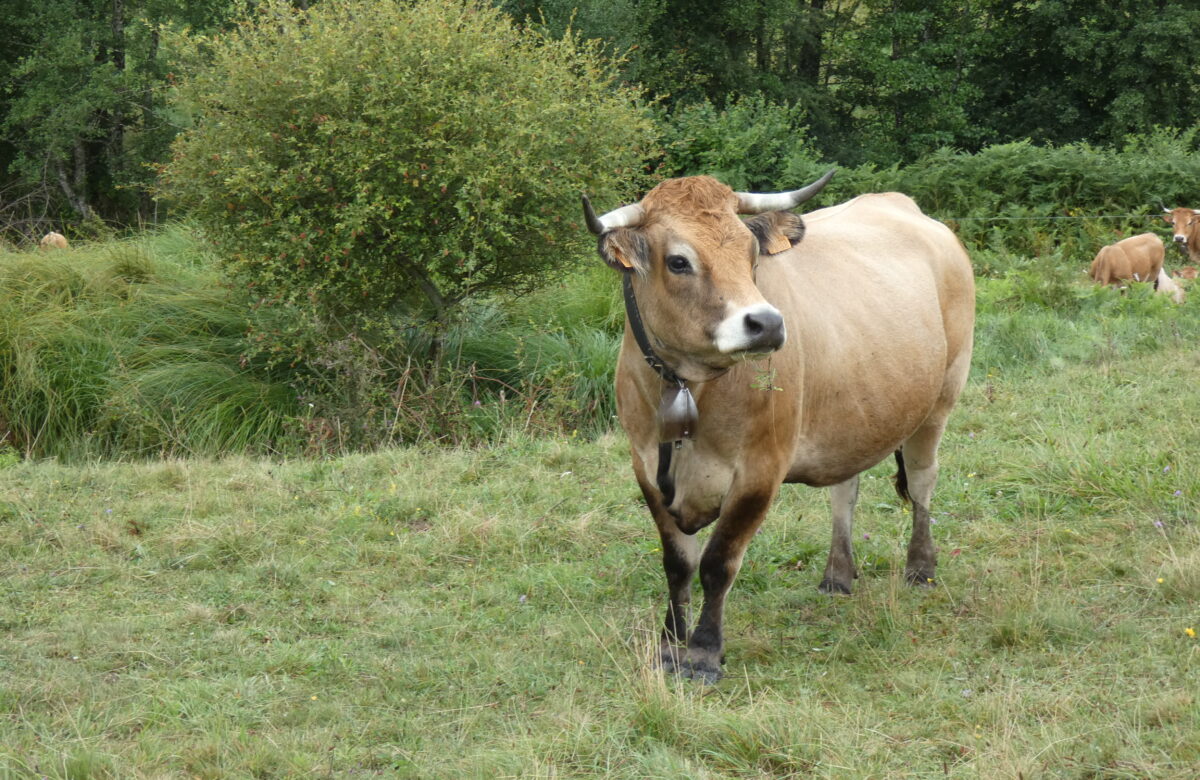 Communiqué. Bovins allaitant : les premiers signes d’un redressement portés par l’adaptation des systèmes d’élevage