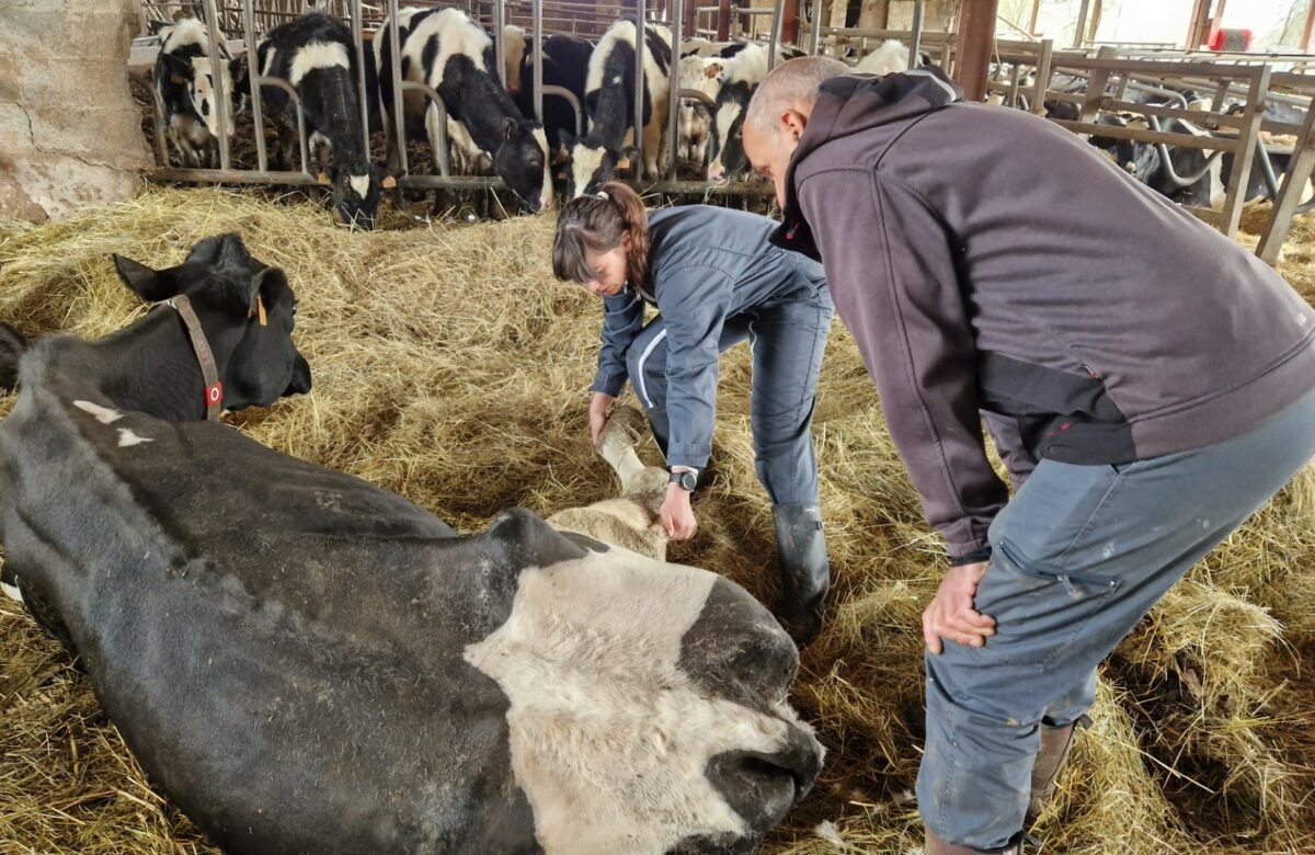 CIAM&nbsp;: L’ostéopathie animale pour accompagner les élevages