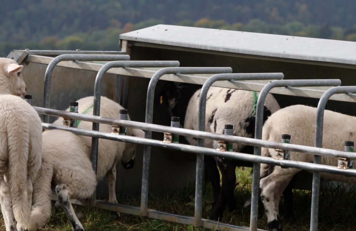 Chronique ovine. Le nourrisseur n’est pas indispensable aux agneaux d’herbe
