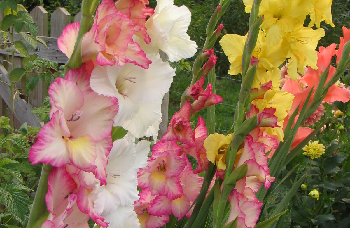 Jardinez avec la lune