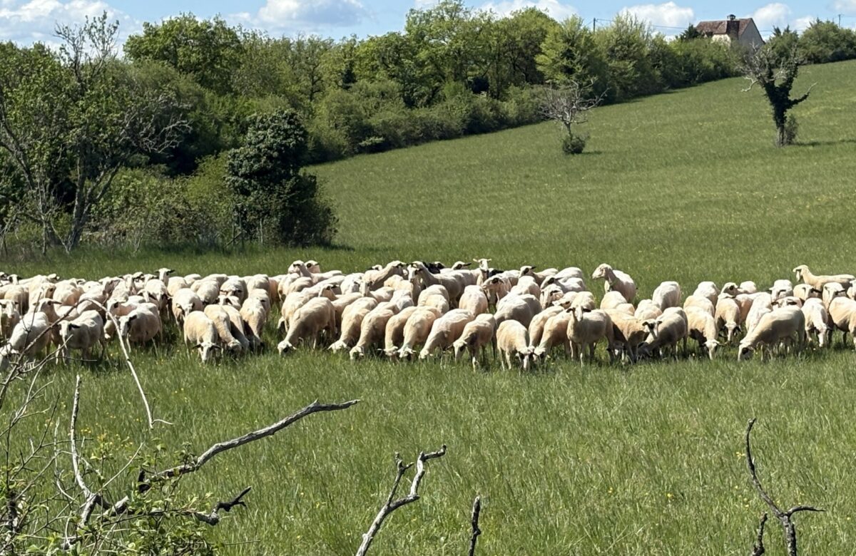 Occitanie : 57 % des agriculteurs touchent moins que le SMIC