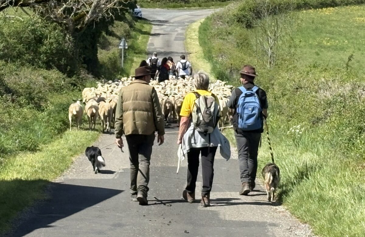 Transhumance : Cinq jours de marche au cœur du Lot, dans les pas des bergers