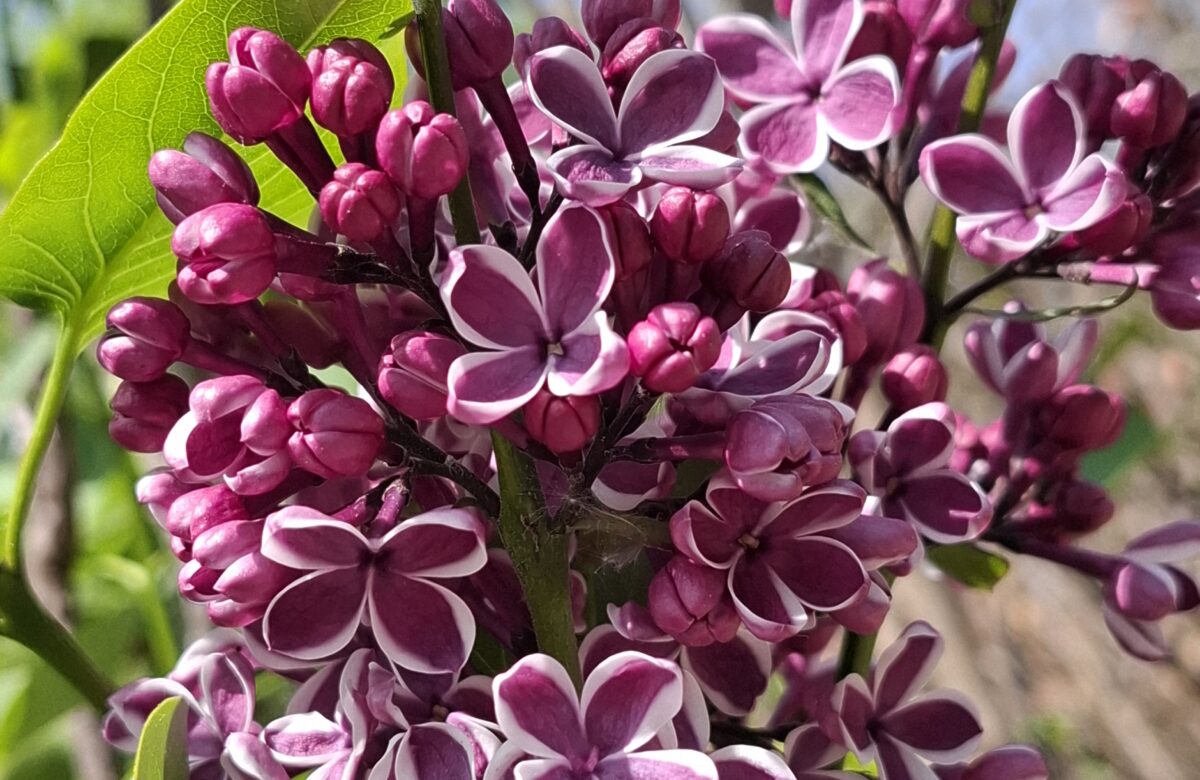 Jardinez avec la lune