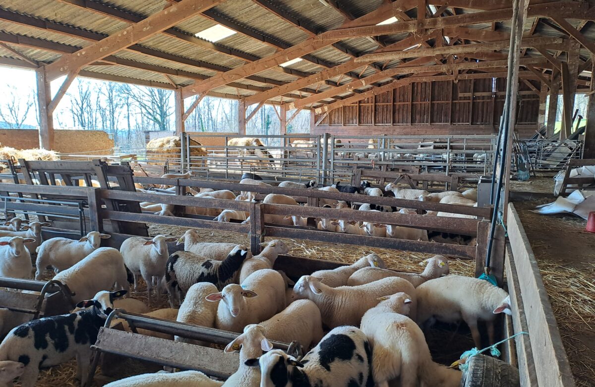 Chronique ovine. Transformer une stabulation en bergerie