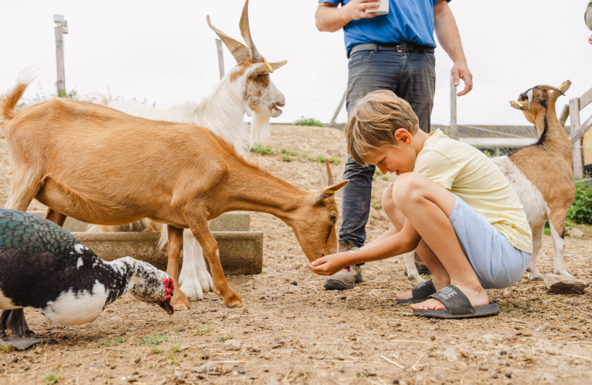 Communiqué. « Fermes en Fête » : des rencontres gourmandes au cœur des fermes du LOT les 6 et 7 juin