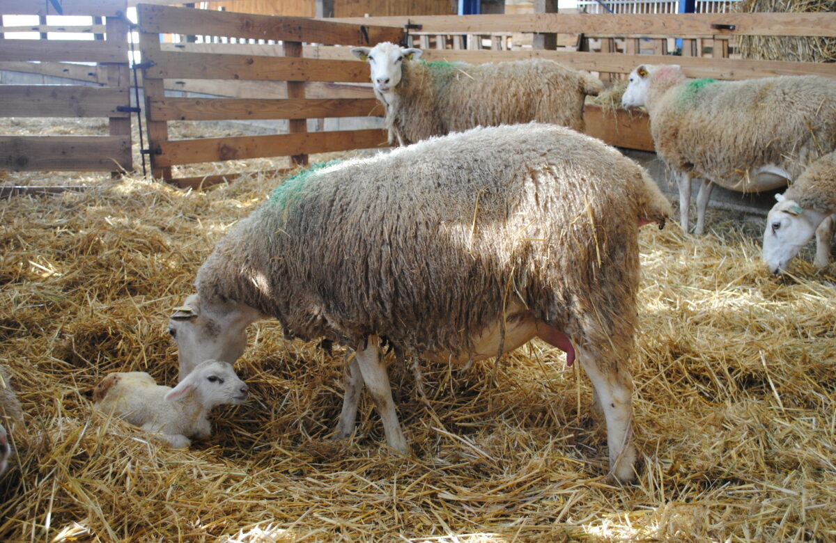 Chronique ovine. Des luttes naturelles avec un traitement lumineux