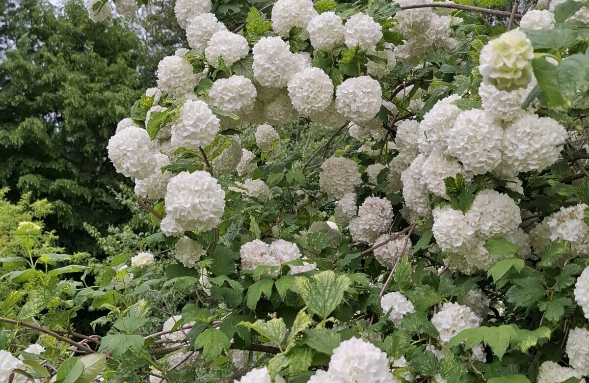 Jardinez avec la lune
