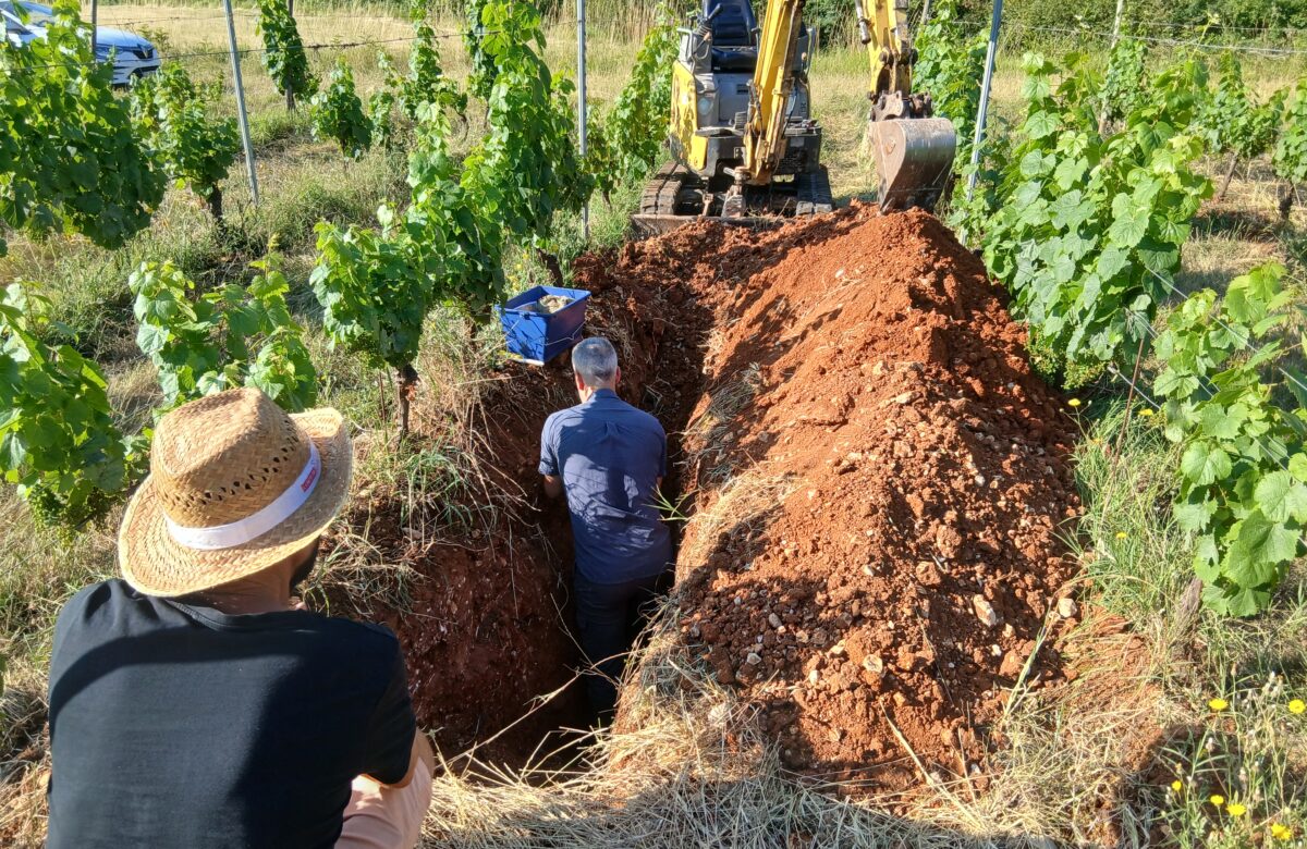 Viticulture : dans le Lot, des pistes pour préserver rendement et qualité des vins