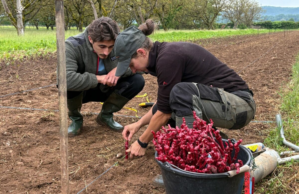 Communiqué. Plantation d’un nouveau clone de vigne sur la ferme expérimentale d’Anglars-Juillac