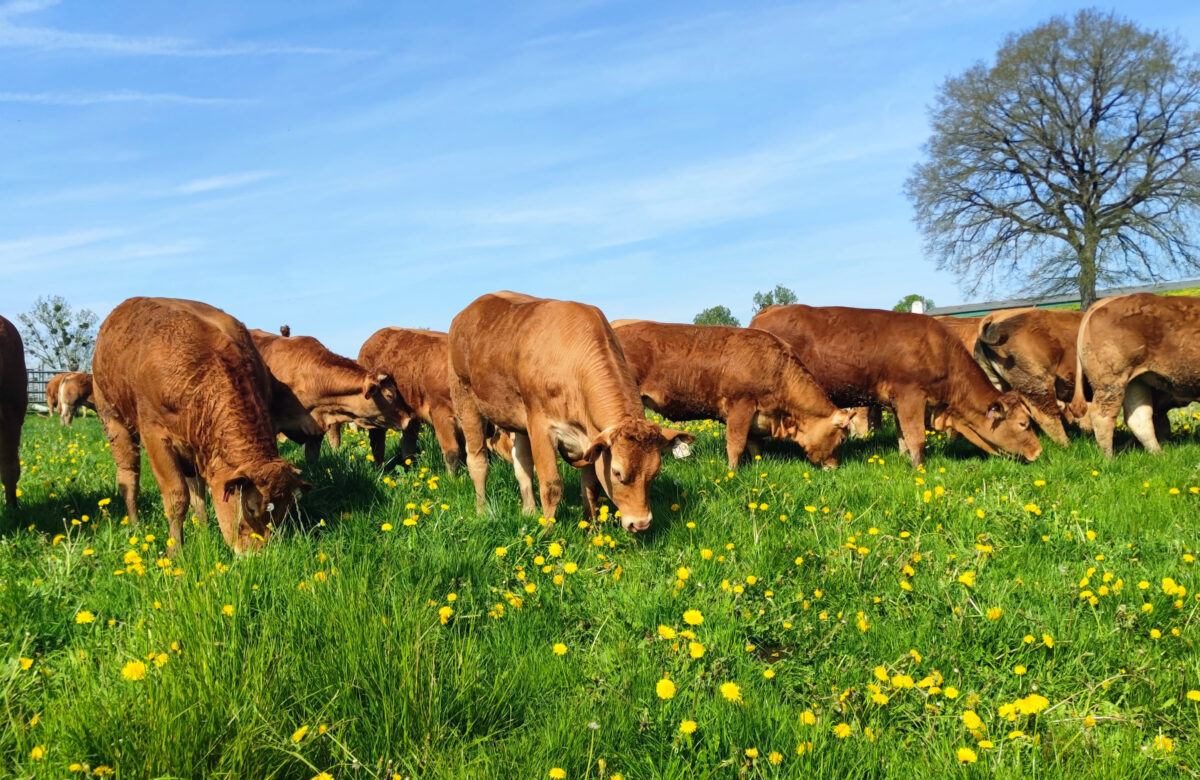 Communiqué. GEN’R’VIANDE : reproduction, génétique et performance pour les éleveurs limousins