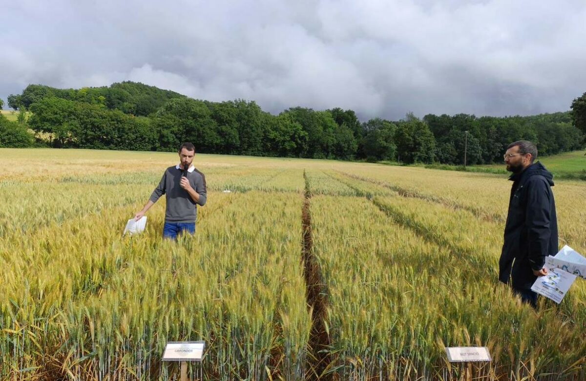 Communiqué : Natera réunit ses métiers autour d’une soirée technique sur la plateforme variétale céréales à paille