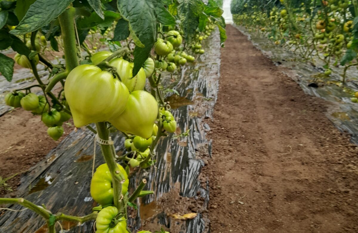 Communiqué. Alimentation, le Grand Figeac explore la voie du local pour les légumes et légumineuses