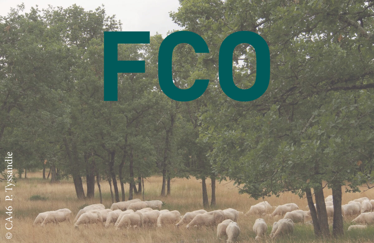 Communiqué&nbsp;: la FCO-3 évolue rapidement dans le département