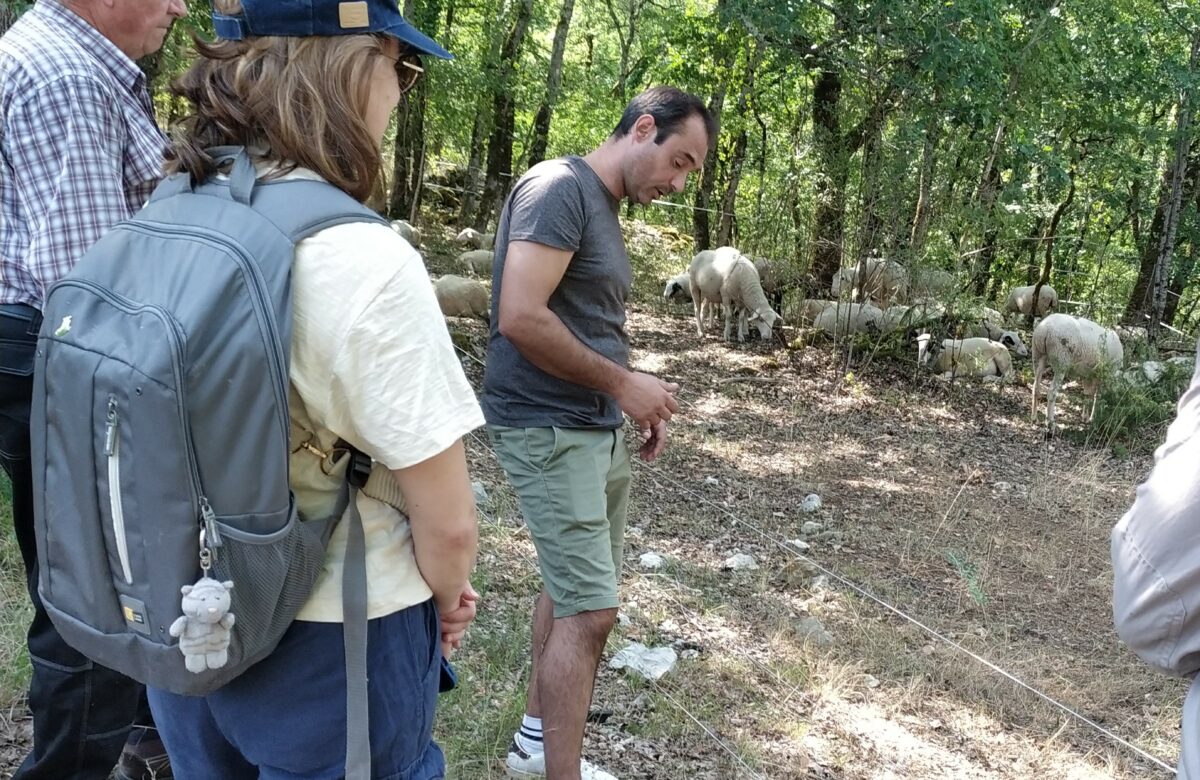 Deuxième journée technique du GIEE OVIN à Luzech