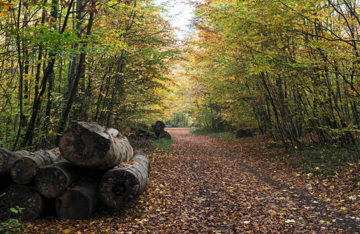 Forêts : l’agriculture au défi de la durabilité
