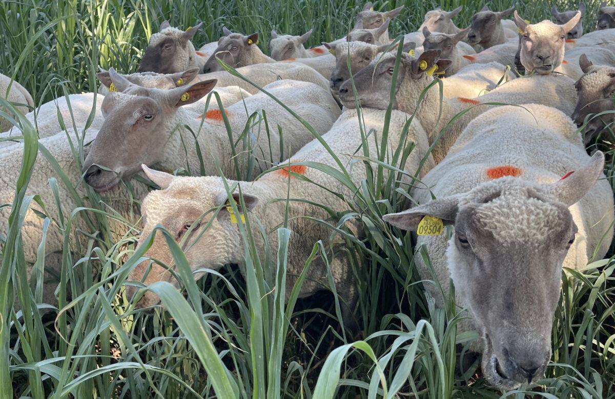 Chronique ovine. Moha, millet et sorgho : à pâturer cet été