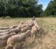 PNRCQ : Esclauzels Reconquête éco-pastorale des milieux embroussaillés