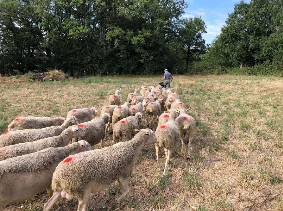 PNRCQ&nbsp;: Esclauzels Reconquête éco-pastorale des milieux embroussaillés