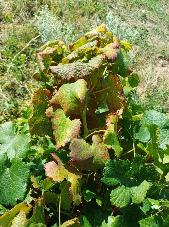 Début de la prospection flavescence dorée dans le Lot