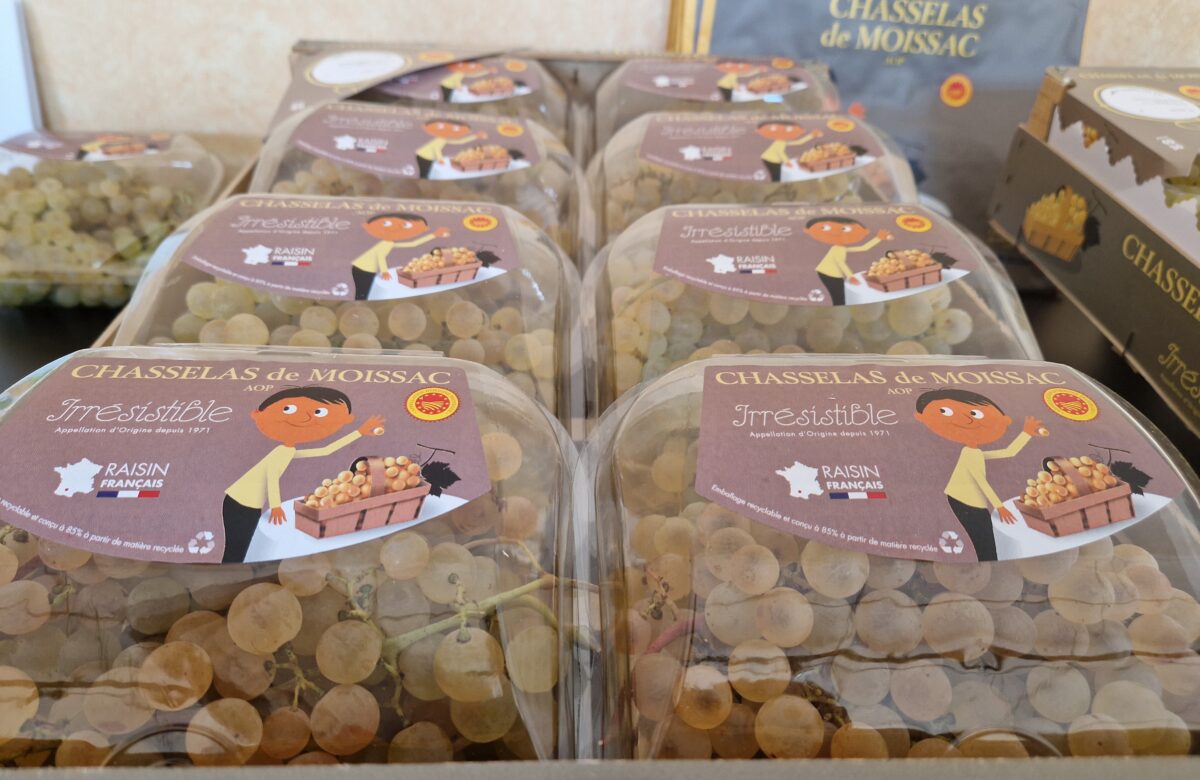 Chasselas de Moissac AOP&nbsp;: La saison s’annonce belle