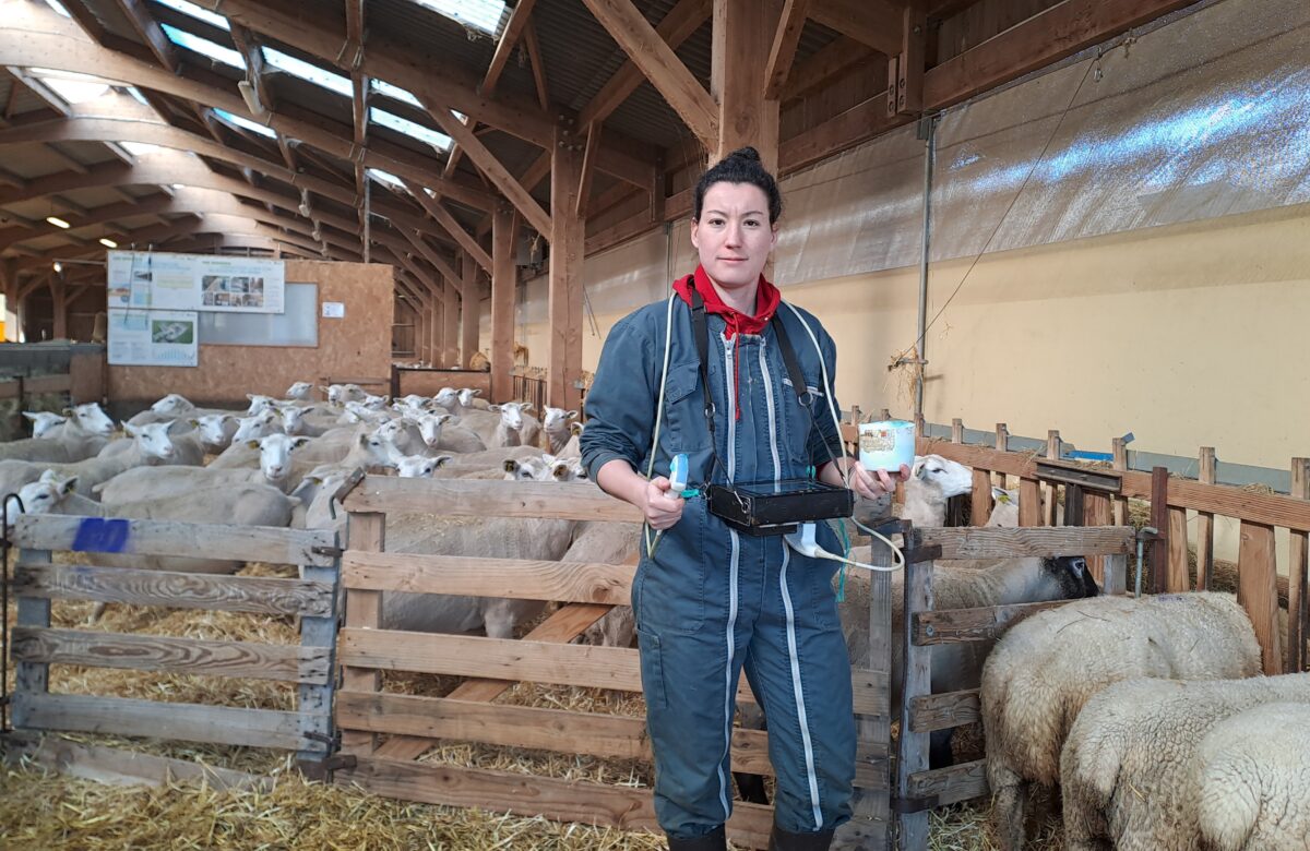 Chronique ovine : Des béliers performants cet été