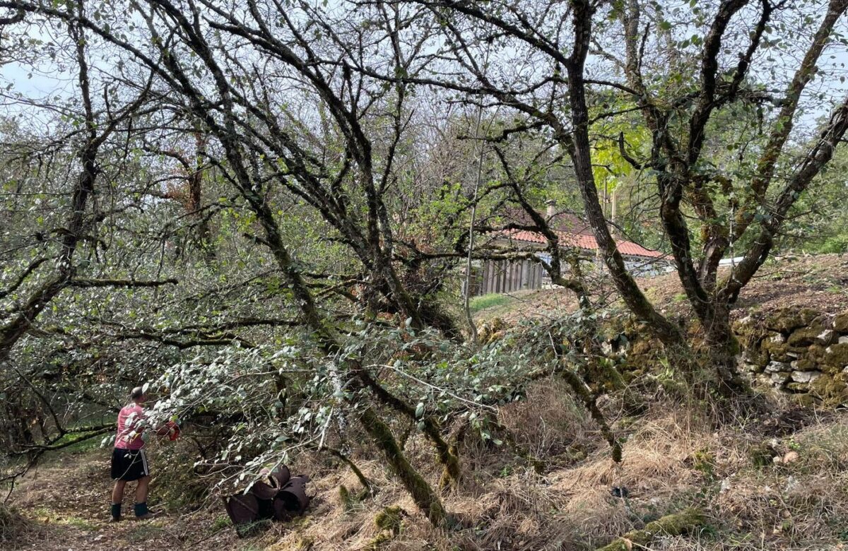 Débroussaillement : quelles obligations pour protéger les forêts lotoises ?