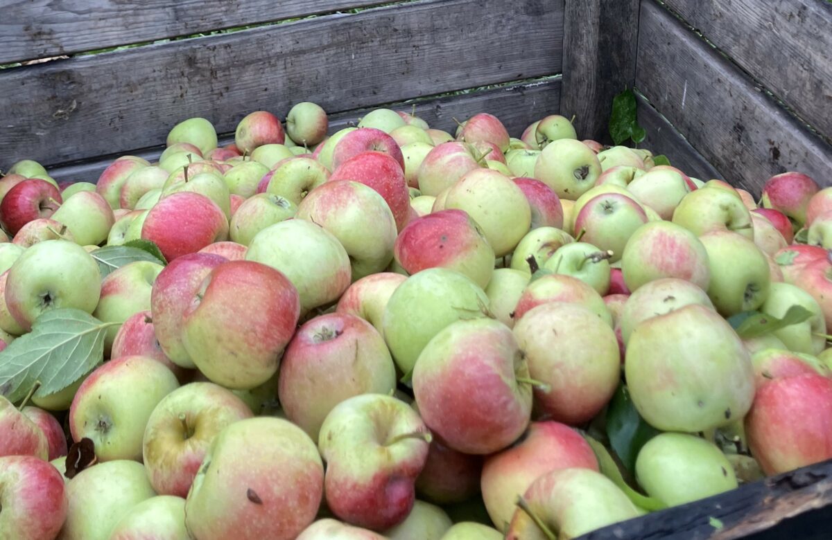 Entretien. « Il y a eu des coups de soleil, les pommes ont souffert », Jean-Luc Carrières, arboriculteur dans le Lot