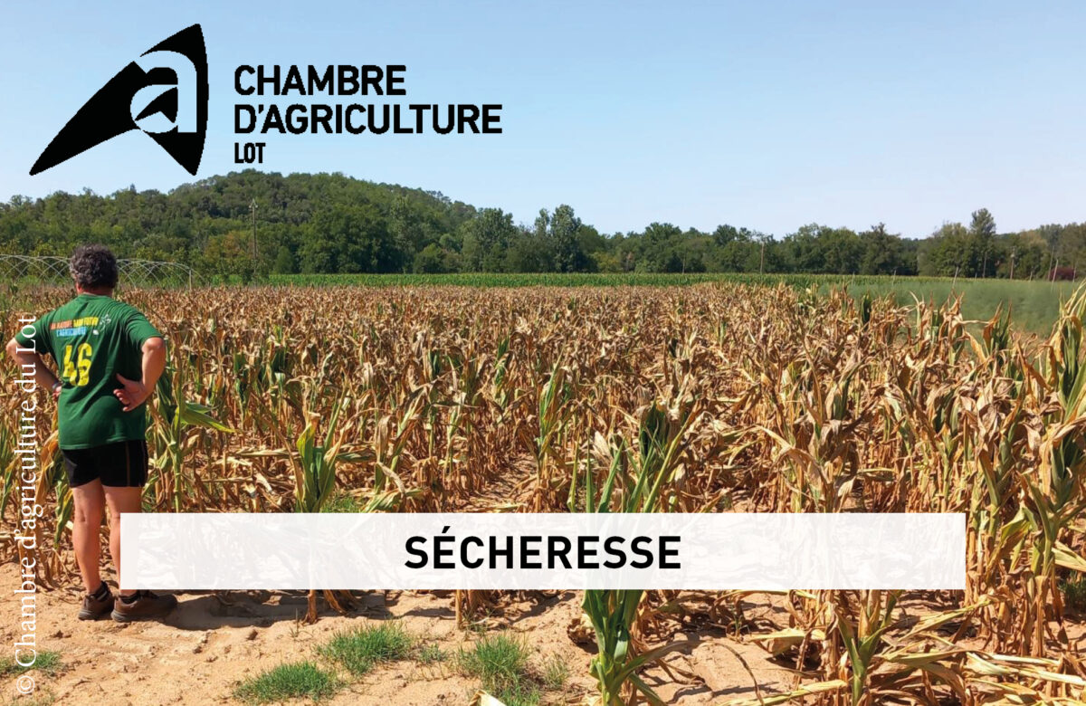 Sécheresse&nbsp;: une nouvelle enquête pour mesurer l&rsquo;ampleur des impacts